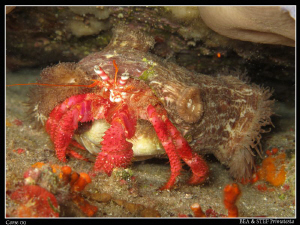 Hermit crab with anemones. Saint-Florent Bay, Corsica. Ca... by Bea & Stef Primatesta 